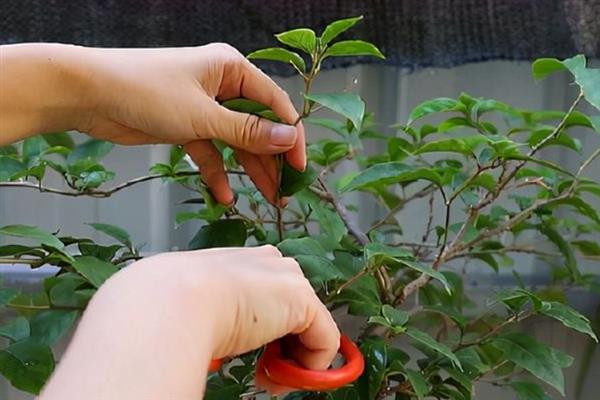 叶子花的养殖方法，春秋季节每隔2-3天浇一次水