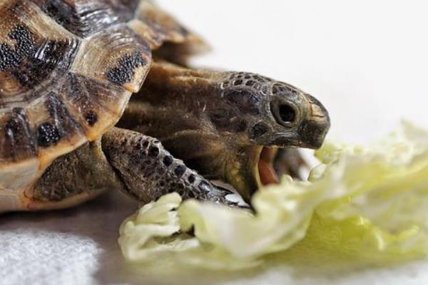 乌龟吃生玉米还是熟玉米，生玉米或熟玉米都可以