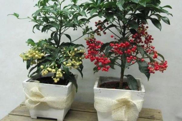 朱砂根几天浇一次水，要根据季节进行变化