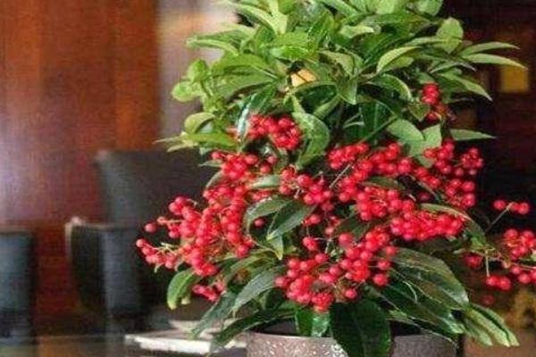 朱砂根几天浇一次水，要根据季节进行变化