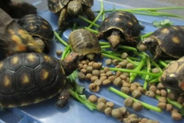 乌龟吃生玉米还是熟玉米，生玉米或熟玉米都可以