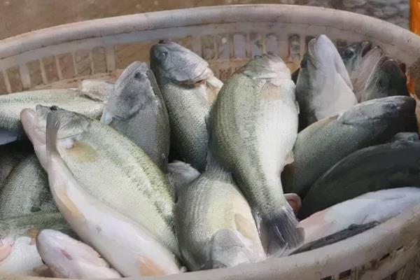 加州鲈鱼的价格，零售价一斤需要15-20元左右