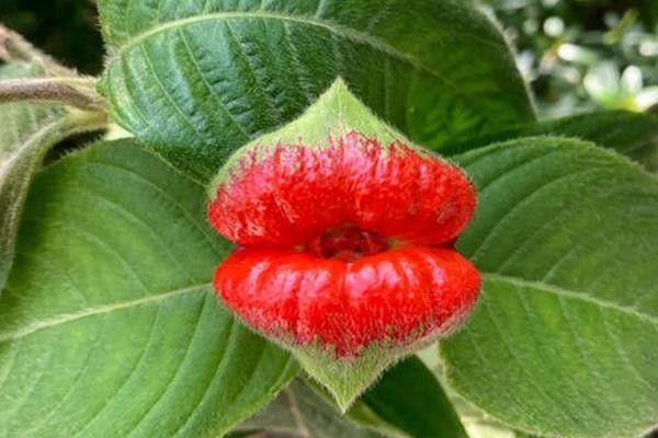 长相奇特的花卉有哪些，有嘴唇花、马兜铃花、恶魔之手等