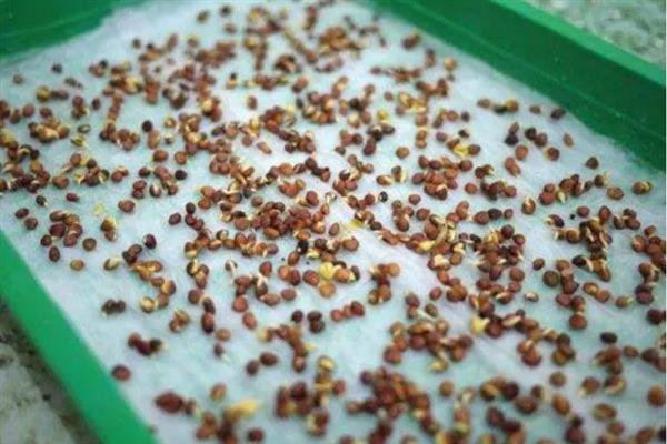 在什么土里种芽苗菜好，在沙壤土里种芽苗菜最好