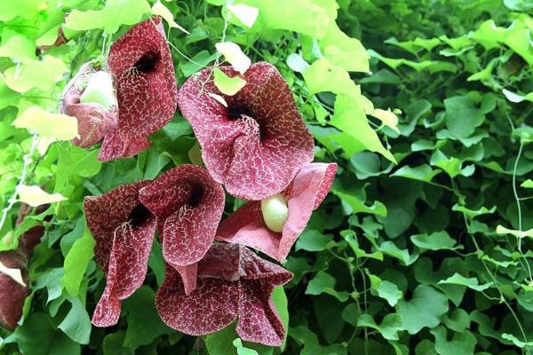 长相奇特的花卉有哪些，有嘴唇花、马兜铃花、恶魔之手等