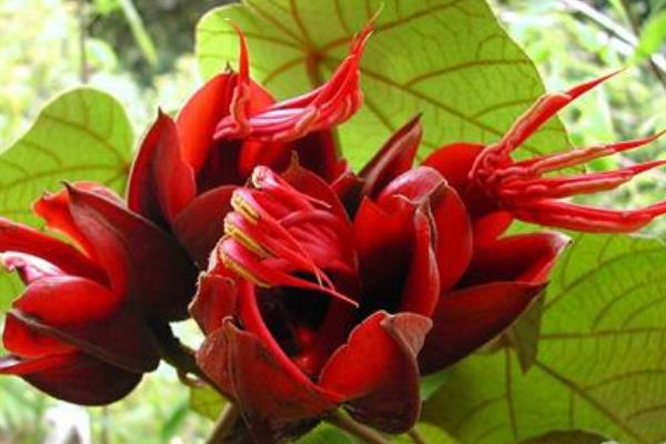 长相奇特的花卉有哪些，有嘴唇花、马兜铃花、恶魔之手等