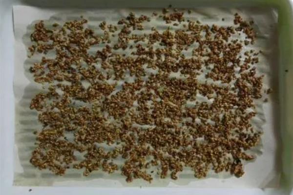 在什么土里种芽苗菜好，在沙壤土里种芽苗菜最好