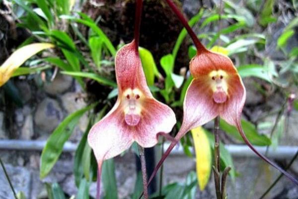 长相奇特的花卉有哪些，有嘴唇花、马兜铃花、恶魔之手等
