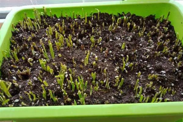 在什么土里种芽苗菜好，在沙壤土里种芽苗菜最好