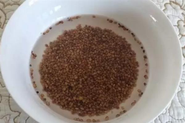 在什么土里种芽苗菜好，在沙壤土里种芽苗菜最好