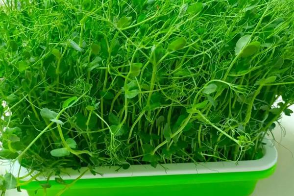 在什么土里种芽苗菜好，在沙壤土里种芽苗菜最好