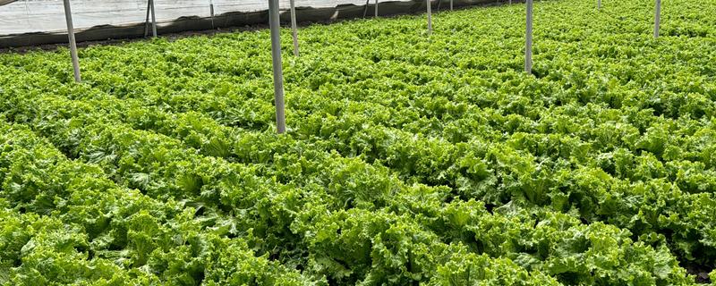 大棚蔬菜种植误区，主要有以下6个错误认知