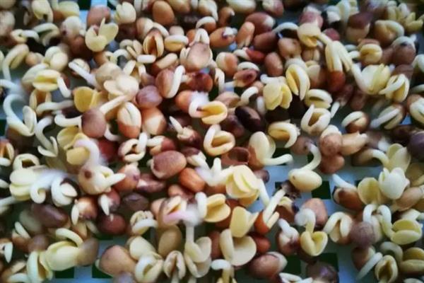在什么土里种芽苗菜好，在沙壤土里种芽苗菜最好