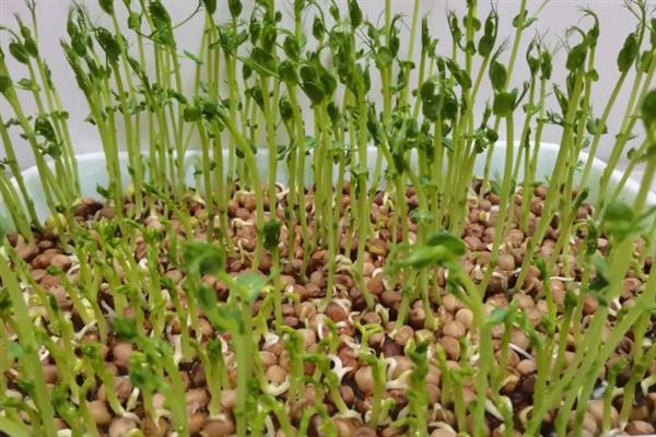 在什么土里种芽苗菜好，在沙壤土里种芽苗菜最好