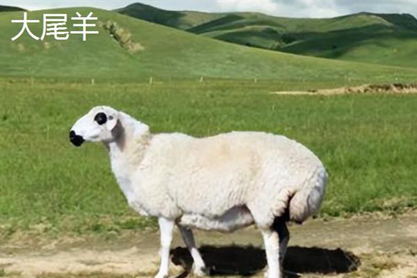 新疆阿拉尔市的特产，大尾羊深受游客青睐