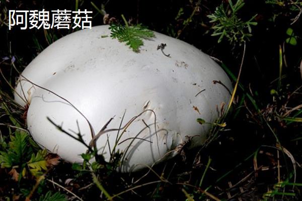 新疆阿拉尔市的特产，大尾羊深受游客青睐
