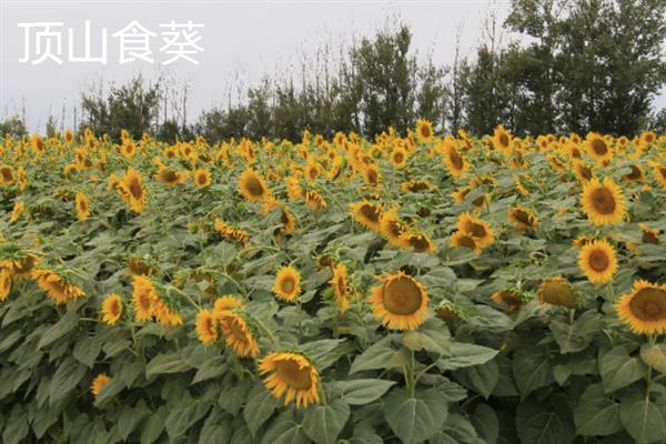新疆阿拉尔市的特产，大尾羊深受游客青睐