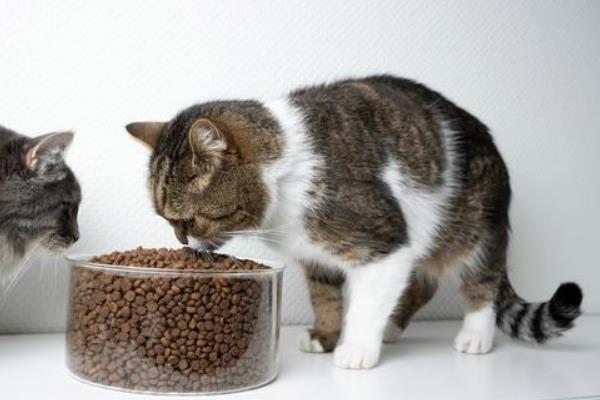 猫咪患泌尿系统疾病原因，可能是猫粮含水量低或生理结构所致