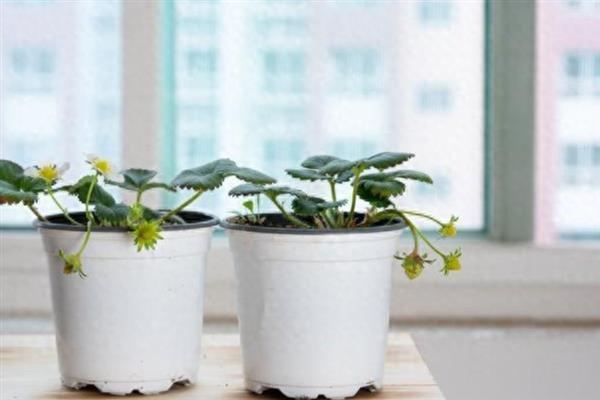 草莓的盆栽养殖方法，结果期每隔10天追施一次肥料