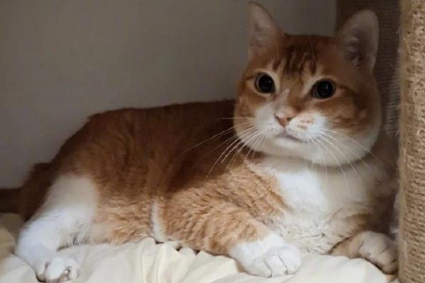猫咪患泌尿系统疾病原因，可能是猫粮含水量低或生理结构所致