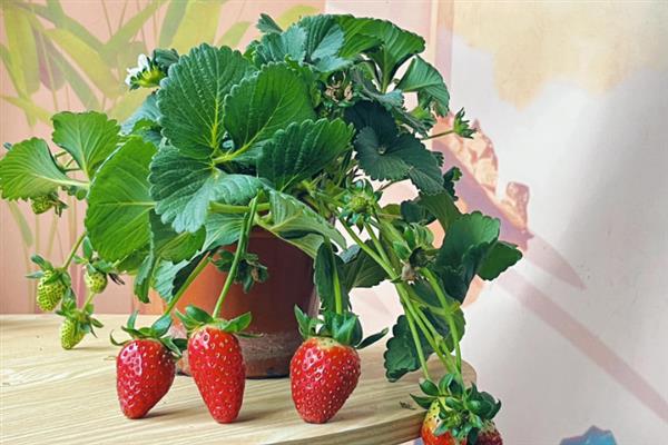 草莓的盆栽养殖方法，结果期每隔10天追施一次肥料