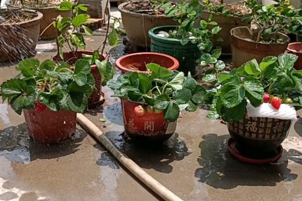 草莓的盆栽养殖方法，结果期每隔10天追施一次肥料