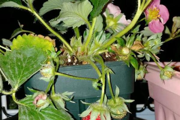 草莓的盆栽养殖方法，结果期每隔10天追施一次肥料