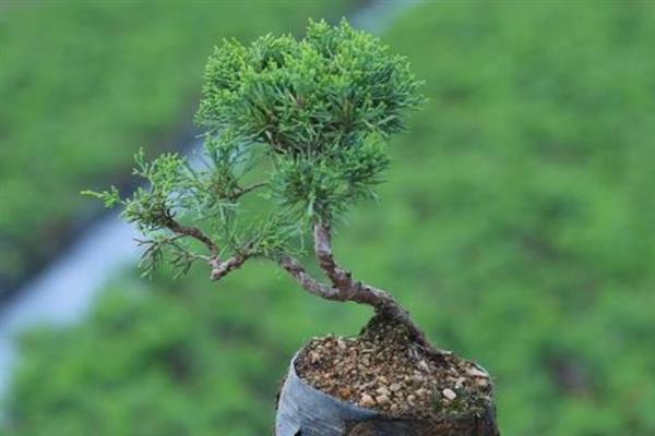 怎么养松柏盆景，置于温暖向阳的环境中养殖为佳