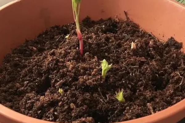 如何盆栽芍药花，每个花盆播种2-3粒