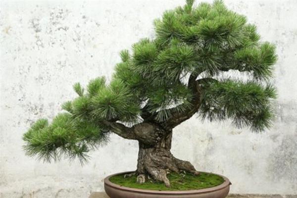 怎么养松柏盆景，置于温暖向阳的环境中养殖为佳
