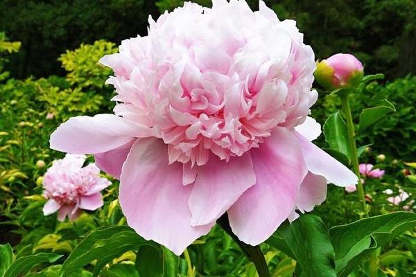 如何盆栽芍药花，每个花盆播种2-3粒