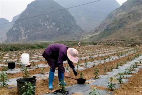 辣椒秧的栽种方法，对土壤消毒施肥后再栽入