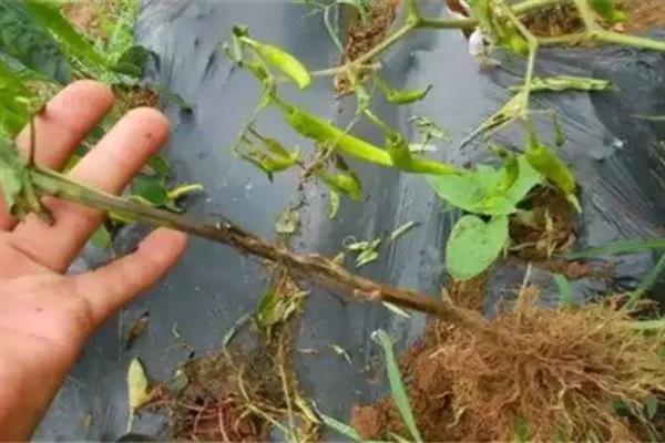 辣椒秧的栽种方法，对土壤消毒施肥后再栽入