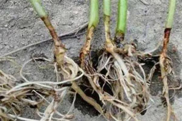 辣椒秧的栽种方法，对土壤消毒施肥后再栽入