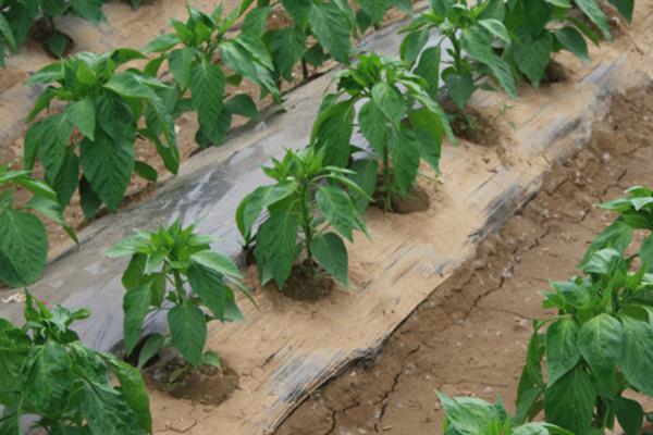 辣椒秧的栽种方法，对土壤消毒施肥后再栽入