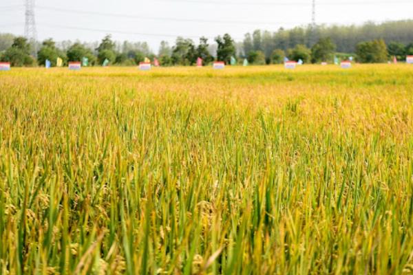 安泰生丙森锌有哪些作用，可有效防治叶斑病、霜霉病等