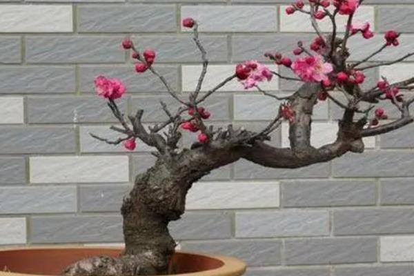 梅花冬天能否养在室外，南方地区可在室外养护