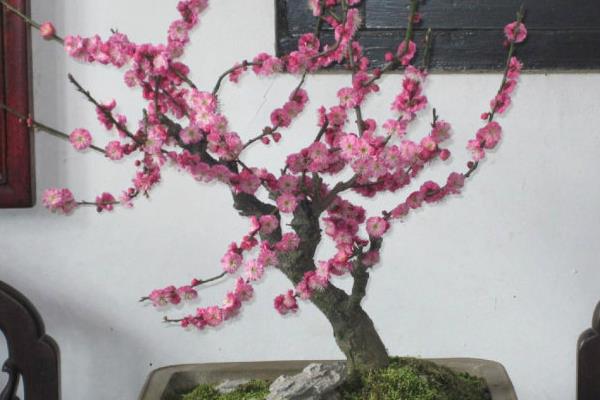 梅花冬天能否养在室外，南方地区可在室外养护