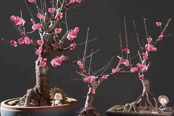 梅花冬天能否养在室外，南方地区可在室外养护