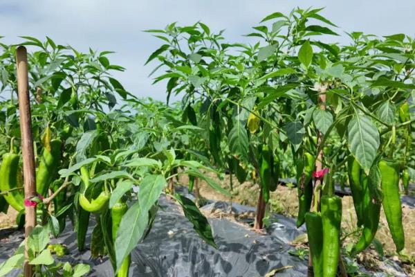 怎么管理尖椒才能高产，棚温要保持在适宜范围内