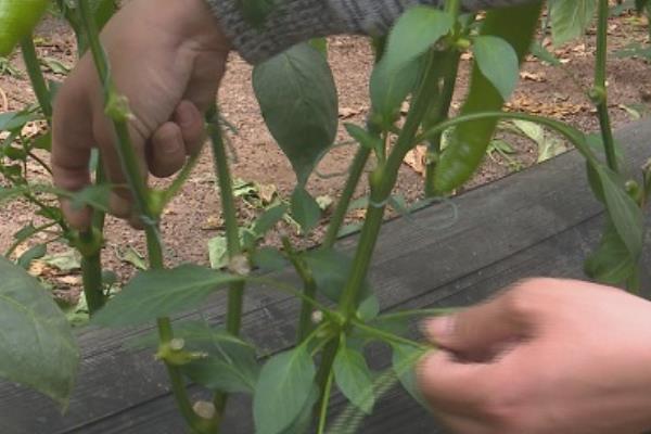 怎么管理尖椒才能高产，棚温要保持在适宜范围内