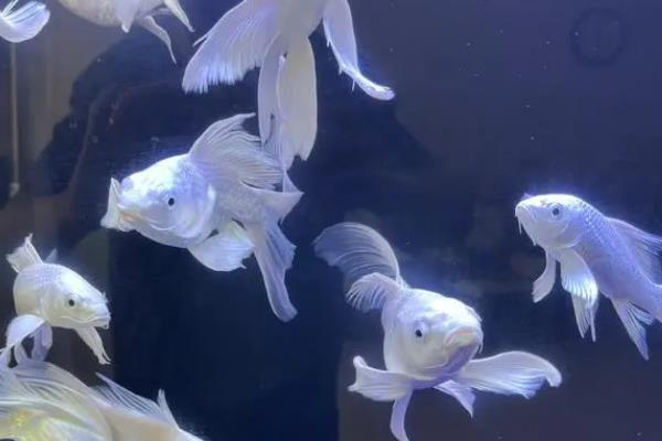 蝴蝶鲤的尾巴为什么充血发红，可能是长期未换水、出现伤口、环境不佳等原因造成