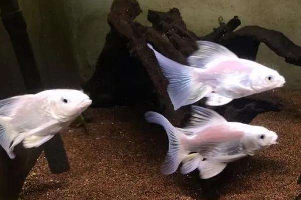 蝴蝶鲤的尾巴为什么充血发红，可能是长期未换水、出现伤口、环境不佳等原因造成