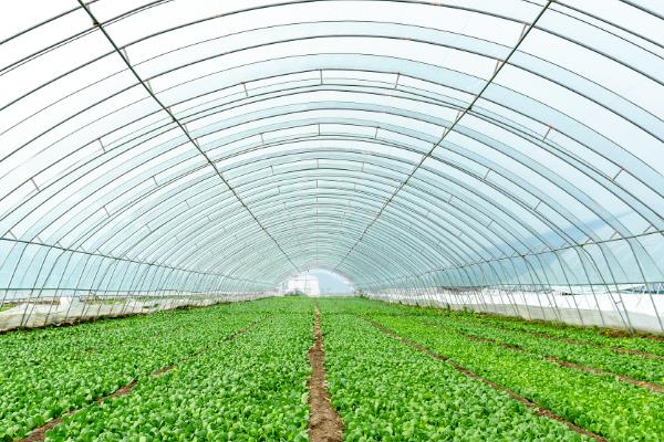 大棚蔬菜种植误区，主要有以下6个错误认知
