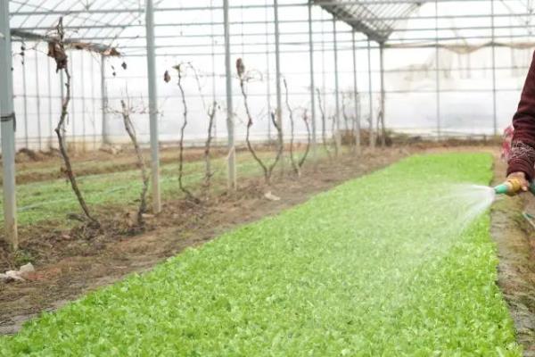 大棚蔬菜种植误区，主要有以下6个错误认知