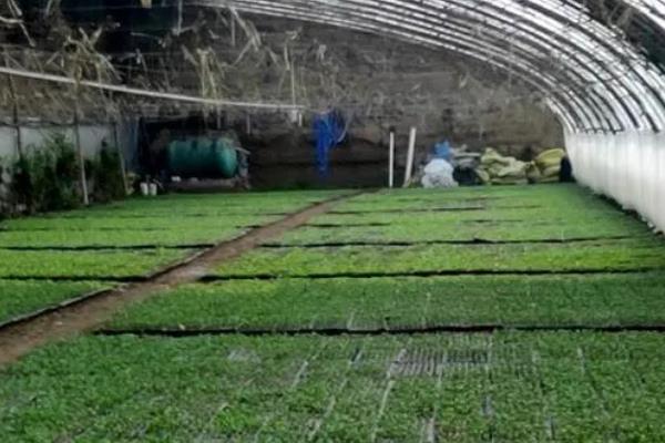 大棚蔬菜种植误区，主要有以下6个错误认知