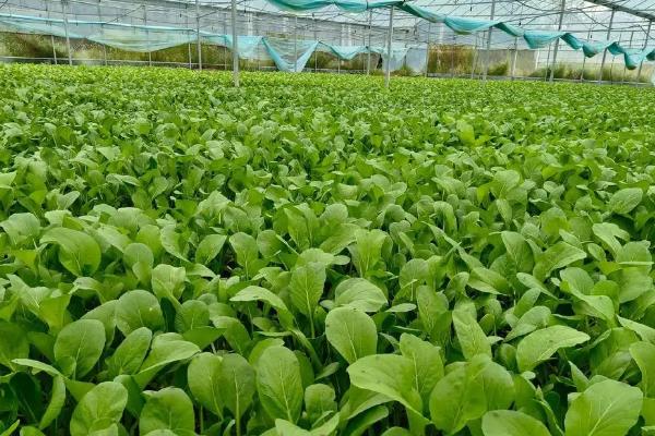 大棚蔬菜种植误区，主要有以下6个错误认知