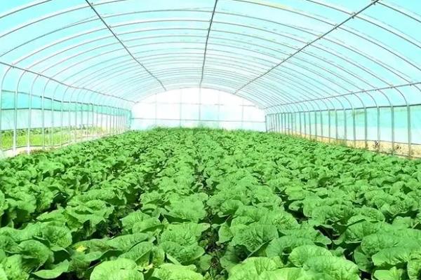 大棚蔬菜种植误区，主要有以下6个错误认知