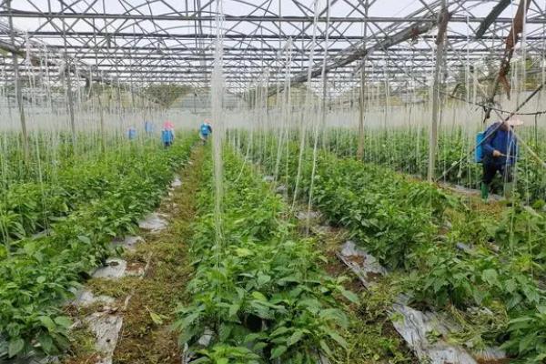大棚蔬菜种植误区，主要有以下6个错误认知
