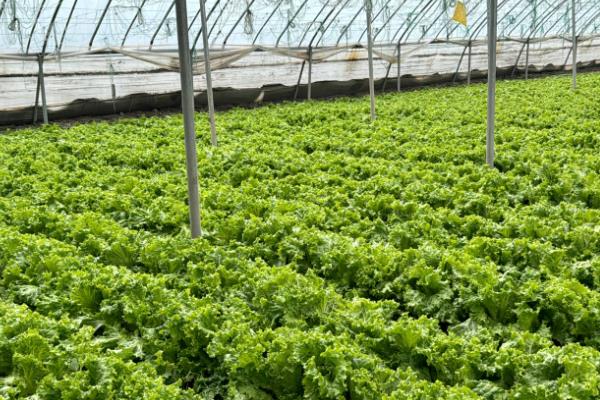 大棚蔬菜种植误区，主要有以下6个错误认知